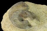 Two Bathonian Ammonite (Oxycerites) Fossils - France #152712-2